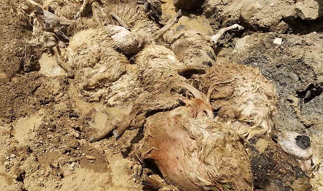 60 metrelik uçuruma atlayan 28 koyun telef oldu
