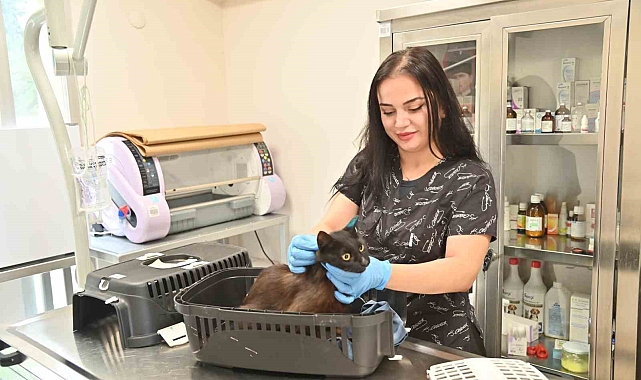 7 Haziran 2024 itibari ile 2 bin kedi kısırlaştırıldı