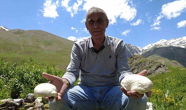 7 saat yürüyüş yapıp mantar topluyorlar