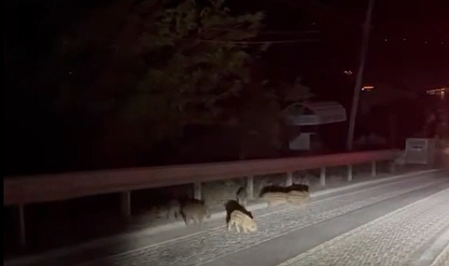 Aç kalan yavru domuzlar karayoluna indi