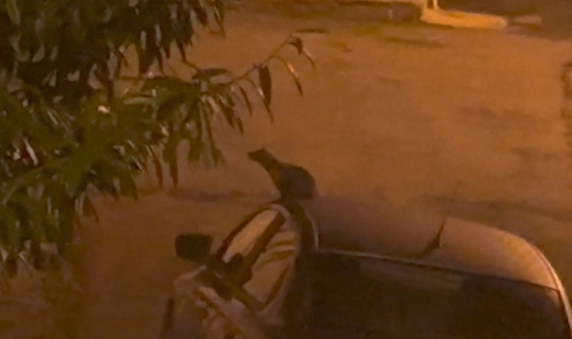 Aç sansar sokakta yemek ararken görüntülendi