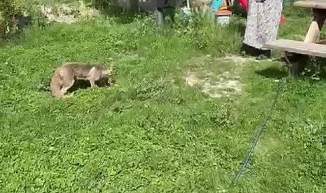 Aç tilkiyi elleriyle beslediler