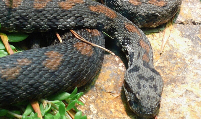 Ağrı Engereğini tanıyalım