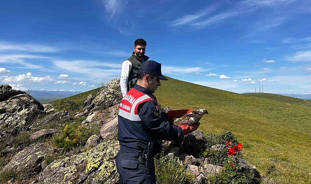 Ağrı&#039;da tedavisi yapılan şahin doğaya salındı