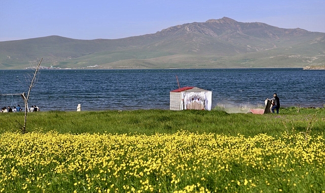 Ağrı'nın doğasını canlandıran sarı kır çiçekleri göz kamaştırıyor