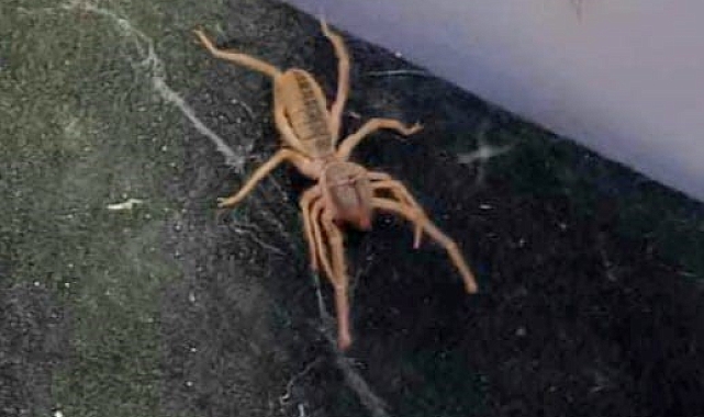 Akrep avlayabilen &#039;sarıkız&#039; tekrar görüldü