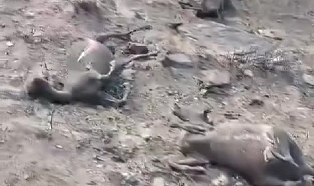 Alevlerin arasında kalan keçi sürüsü yürekleri sızlattı