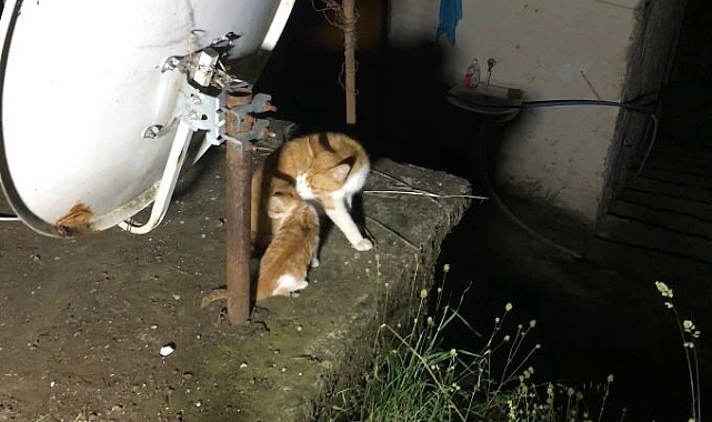 Anne kedinin yavrusunun kurtulmasını izlemesi, herkesi duygulandırdı