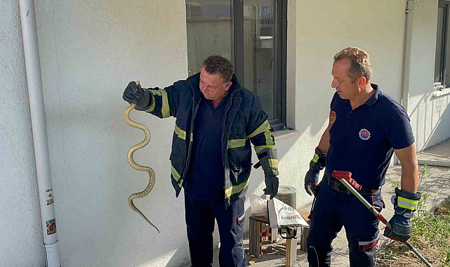 Apartmana giren yılan, yakalanıp doğaya salındı