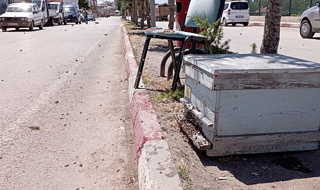 Arıları konduğu dalı makasla keserek kovana doldurdu