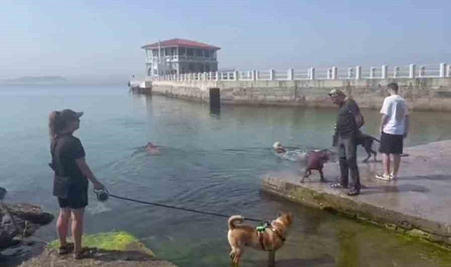 Artan sıcaklıklar, hayvanları da etkiledi