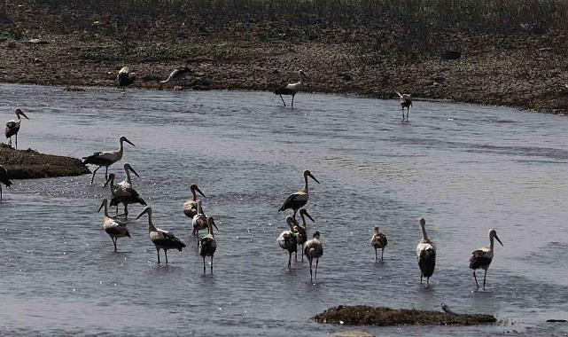 Aşırı sıcaklar nedeniyle, leylek sürüsü su kenarına indi