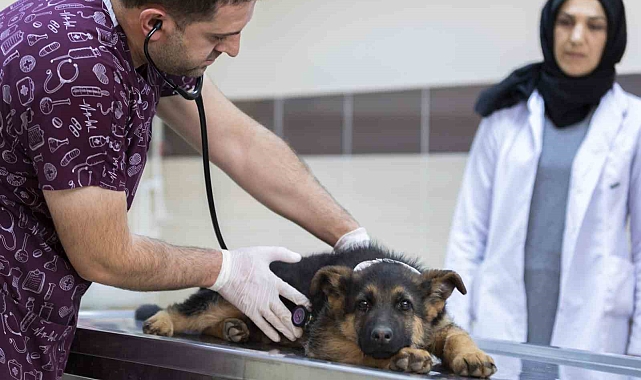 Atatürk Üniversitesi Veteriner Fakültesi, uluslararası akreditasyon belgesine sahip oldu