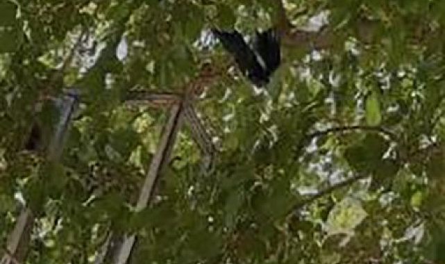 Ayağına dolanan iple ağaçta asılı kalan kargayı itfaiye kurtardı