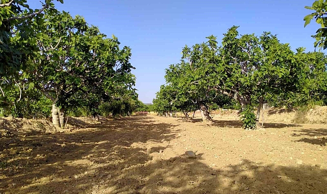Aydın&#039;ın Buharkent İlçesinde İncir Sezonuna Hazırlanıyor
