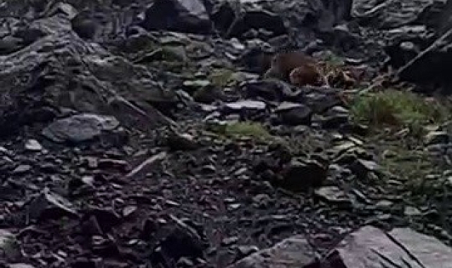 Ayı ailesinin kovaladığı vatandaş, büyük bir tehlike atlattı