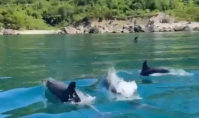 Balıkçı teknesine eşlik eden yunus sürüsü, görsel şölen oluşturdu