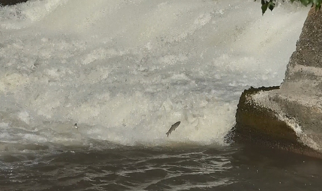 Balıkların ölüm göçü başladı