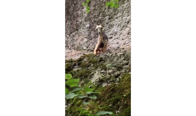 Bayramın ilk günü kaçan keçi 3. günün sonunda bulundu