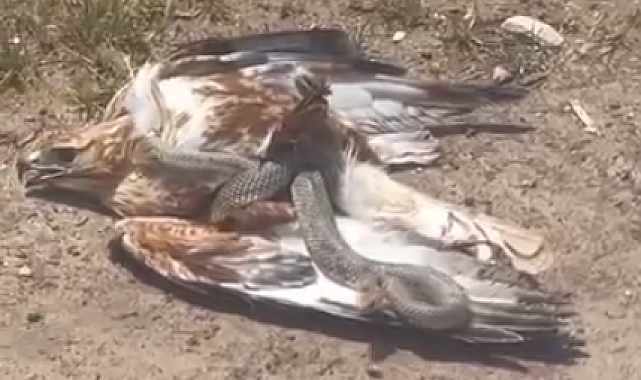 Bir yılan tarafından boğulan kartal tüm çabalarına rağmen kaçamadı