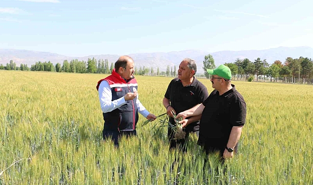 Buğdayda teknik ekiplerin kontrolleri aralıksız devam ediyor