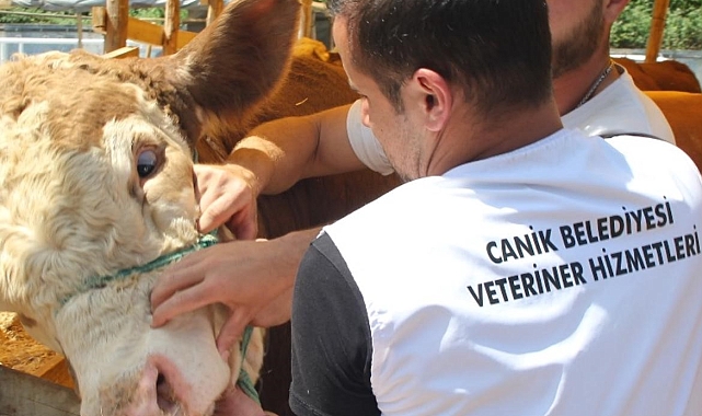 Canlı Hayvan Pazarı&#039;nda satışlar veteriner hekim gözetiminde yapılıyor