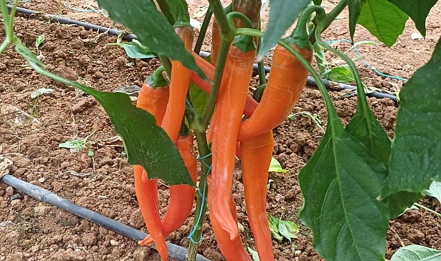 Capsicum chinese&#039; türü biberler, kuraklık stresine dayanıklılık gösteriyor