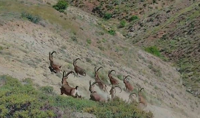 Çengel boynuzlu dağ keçileri, Elazığ'da görüntülendi