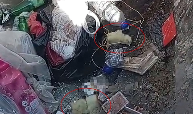 Çöpe atılan canlı civcive hayvansever sahip çıktı
