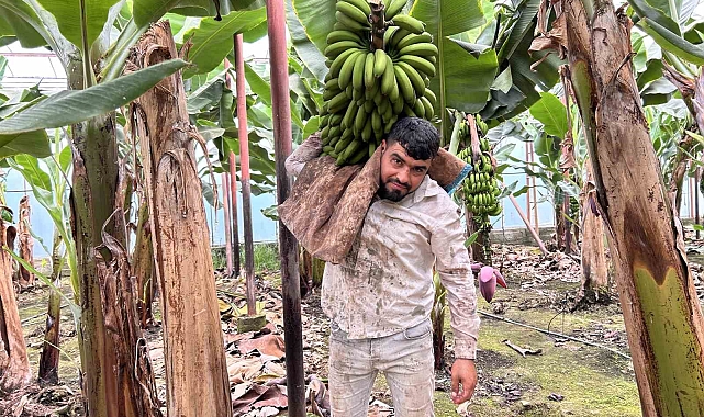 Deprem bölgesinin verimli topraklarında, muz hasadı