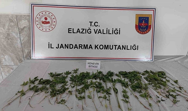 Deprem çadırının bahçesinde, 70 kök kenevir bitkisi ele geçirildi