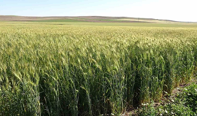 Ekilen Ata tohumu insan boyunu geçti