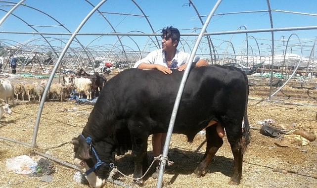 Elde kalan kurbanlıklar Iğdır’a geri getiriliyor