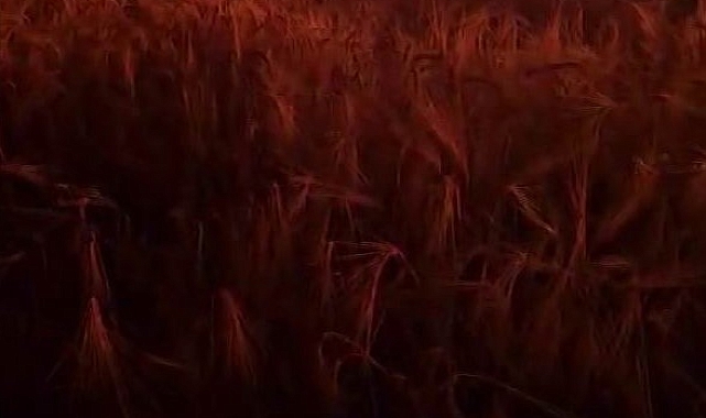 Elektik direğinden çıkan kıvılcım ekili alanı küle çevirdi