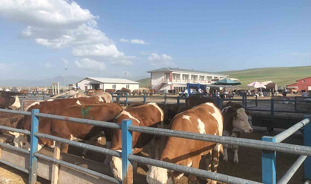 Erzurum kurban pazarlarında yoğunluk yaşanıyor