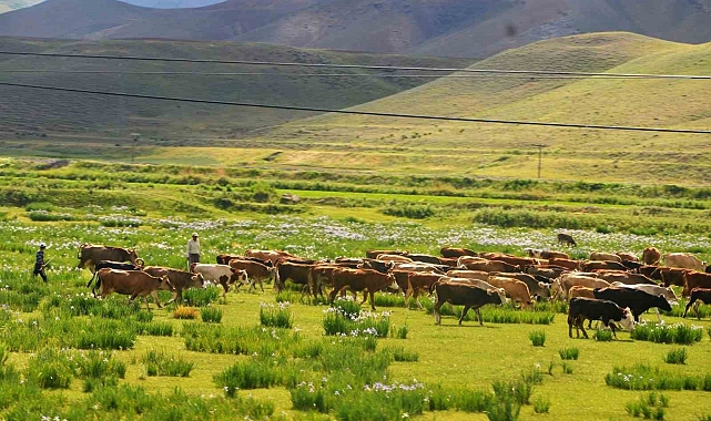 Erzurum süt ürünleri raporunda ilgin tespitler