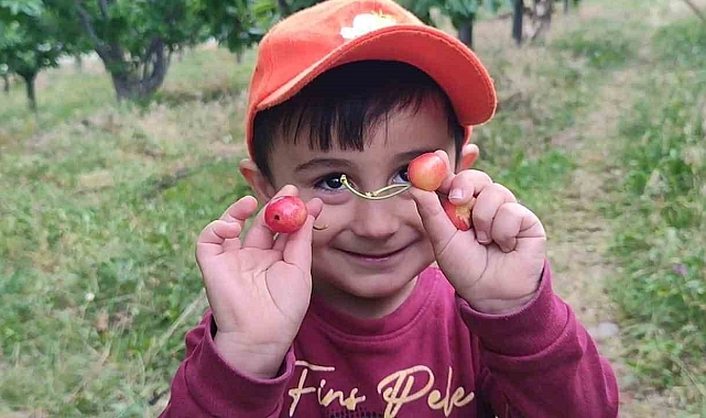 Erzurum&#039;da kiraz hasadı başladı
