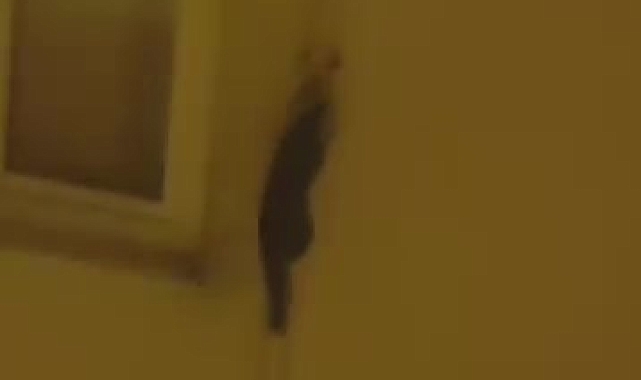 Gece karanlığında şehre inen sansar, korkuttu