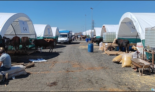 Gece yarısından itibaren İstanbul&#039;da giriş yapan kurbanlıklar pazara indi