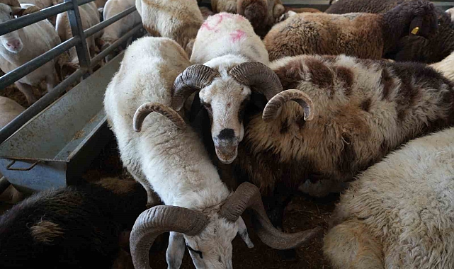 Güneydoğu ve Doğu Anadolu&#039;dan gelen satıcılar kurbanlıklarda indirim yaptı