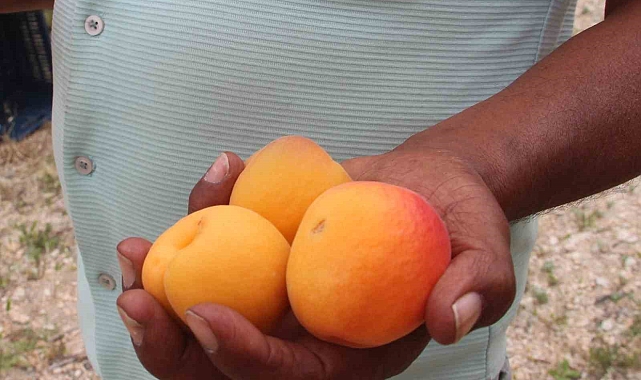 Hal Başkanı Zeki Cüce: &quot;Denetimler kayıt dışını önledi&quot;