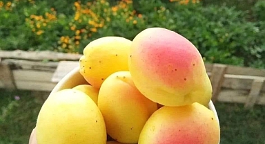 Hasat başladı tartışma yeniden alevlendi