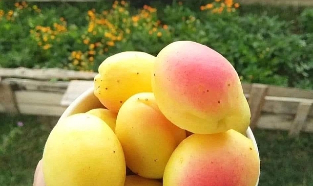 Hasat başladı tartışma yeniden alevlendi