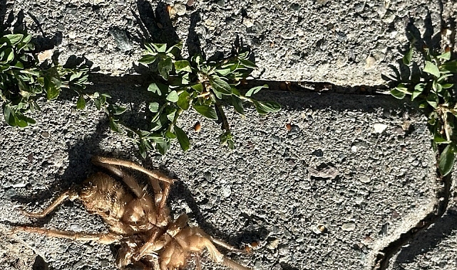 Havalar ısındı &#039;Sarıkız&#039; ortaya çıktı