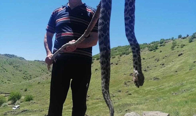 Havalar ısındı. yılanlar ortaya çıktı