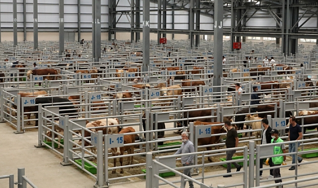 "Hayvancılığın kalbi burada atıyor"