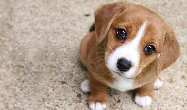 Hayvanı Terk Edenlere 50 Bin Lira Para Cezası