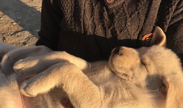 &quot;Hayvanlarda deri çantalar sauna etkisi oluşturuyor&quot;