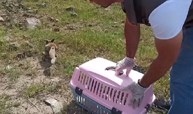 Iğdır’da bakıma muhtaç halde bulunan tilki doğal ortamına bırakıldı