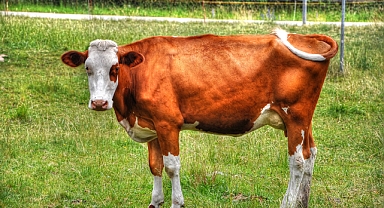 Iğdır’da hava sıcaklarının artması meralarda otlayan hayvanları olumsuz etkiliyor